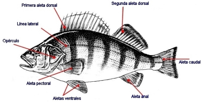 anatomia externa